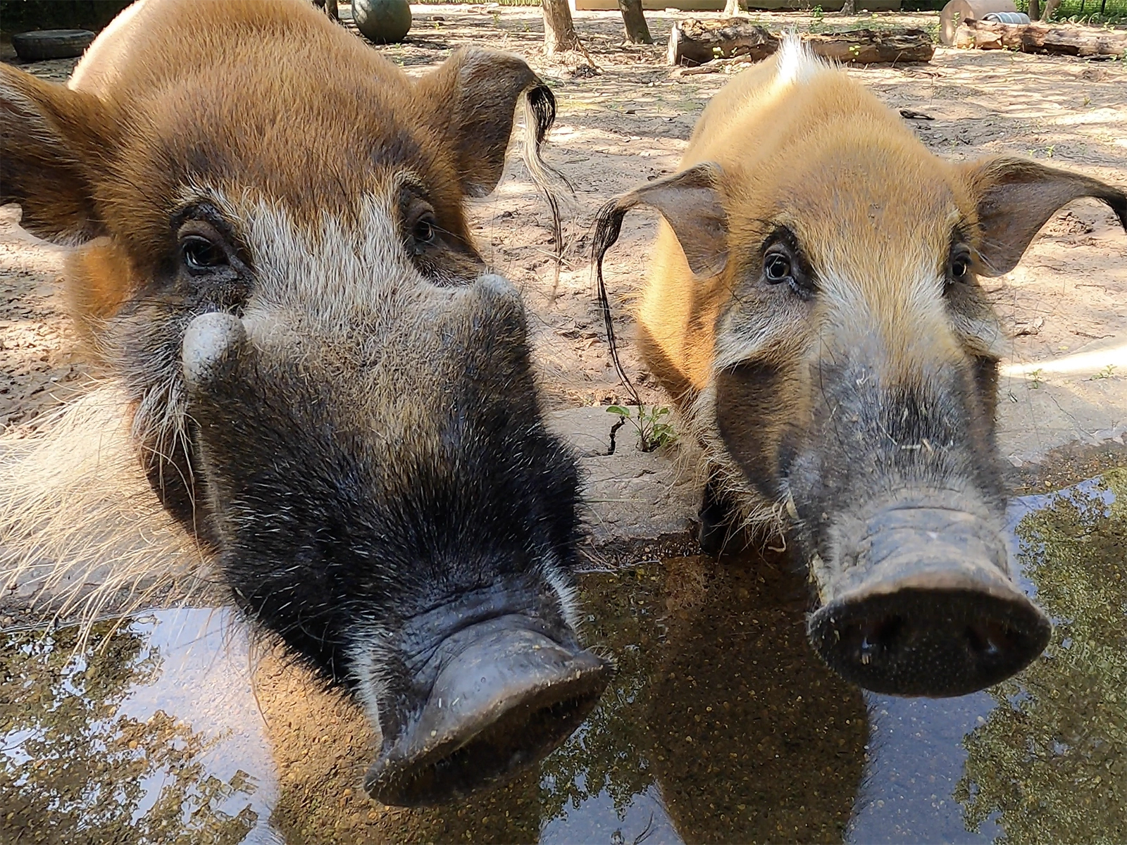 male and female red river hogs