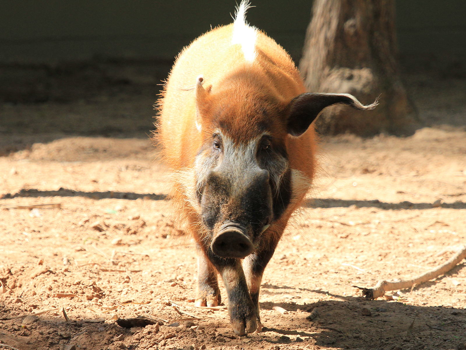 red river hog walking
