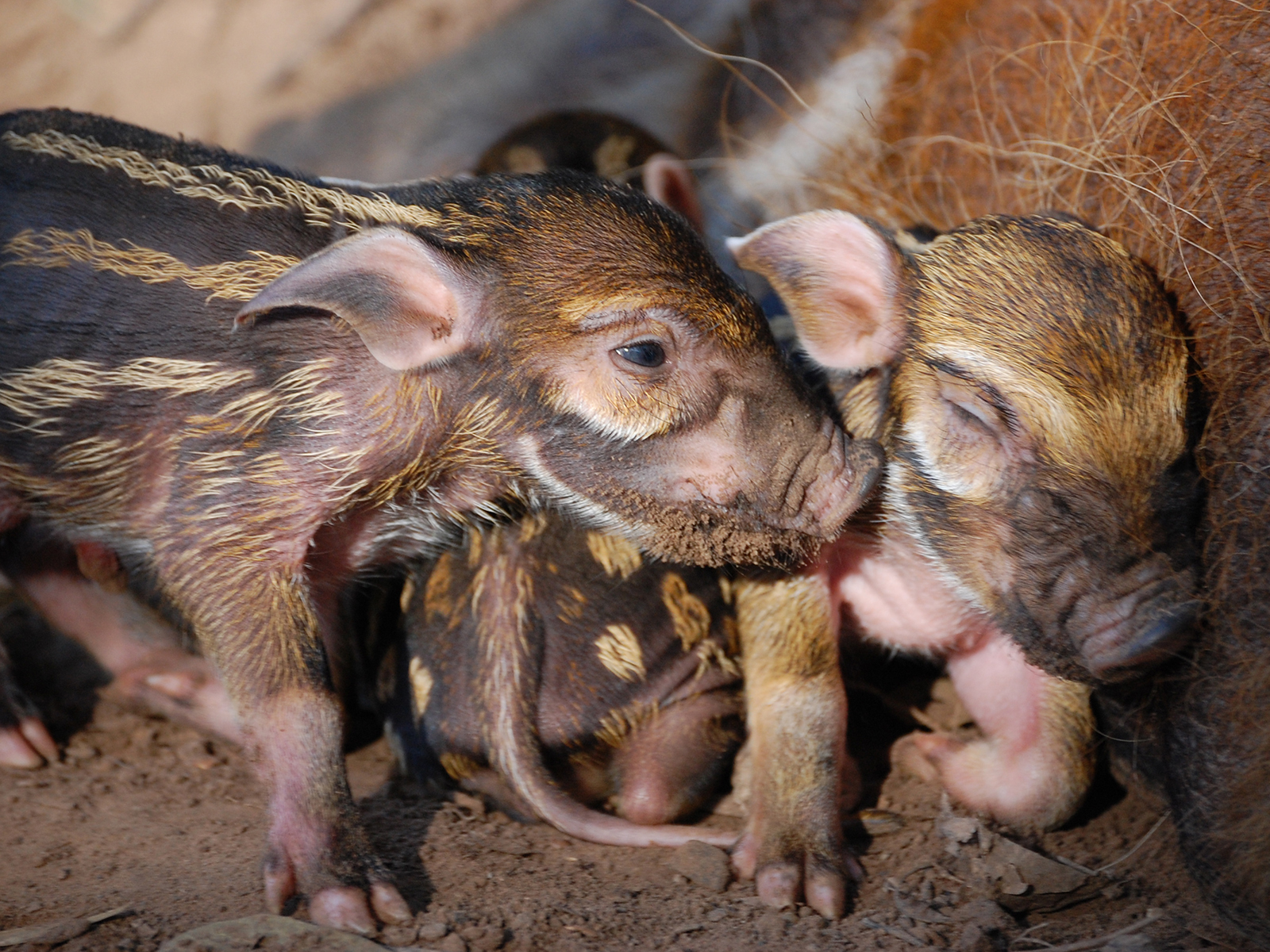 red river hog piglets