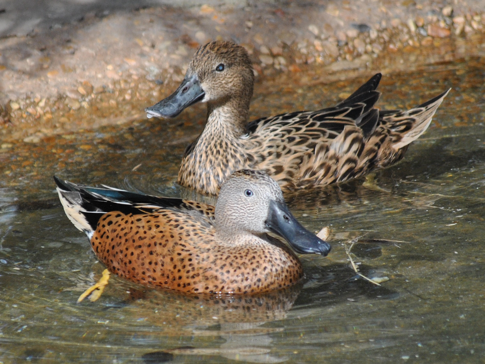 Red Shoveler