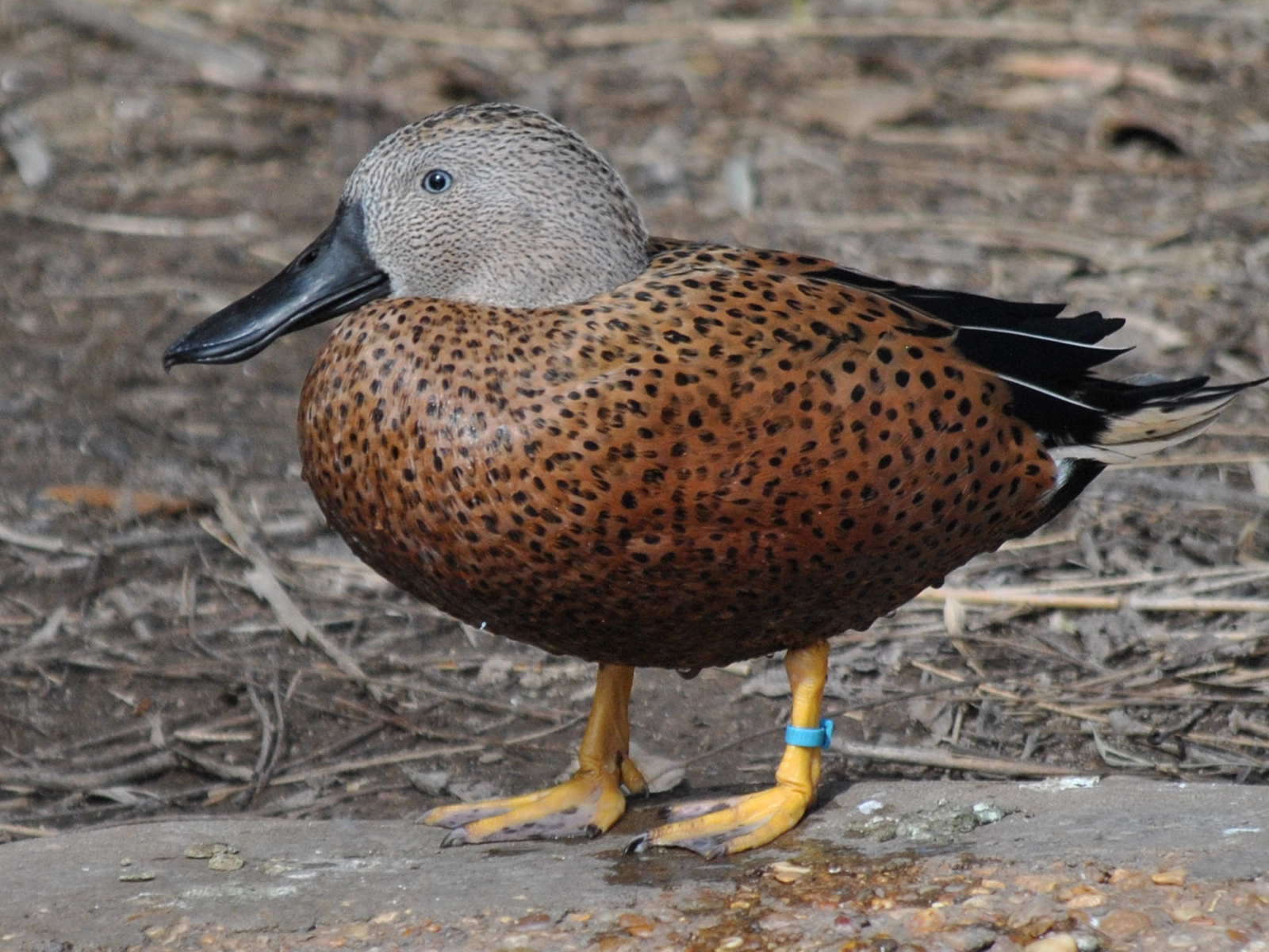 male red shoveler