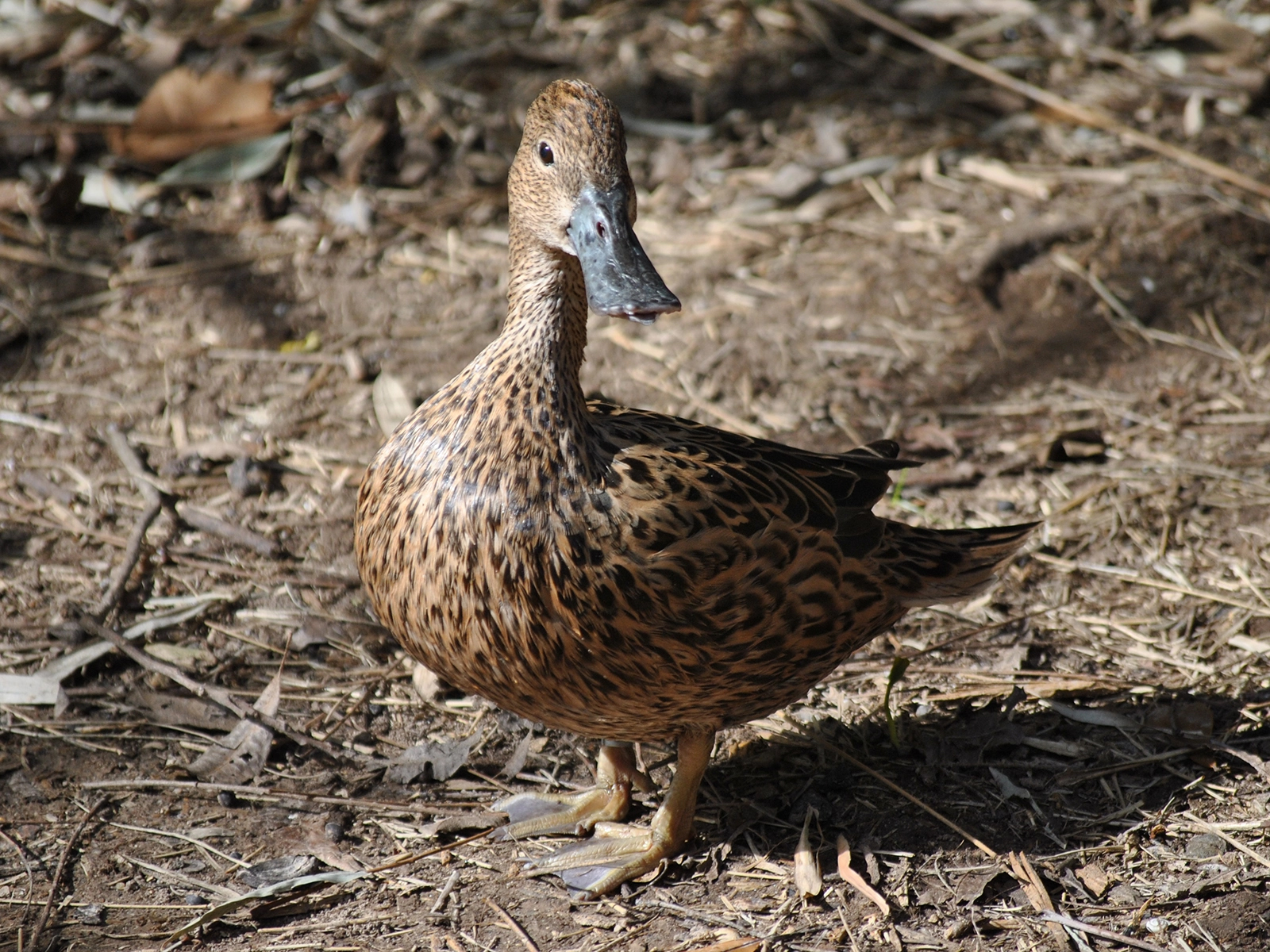 female red shoveler