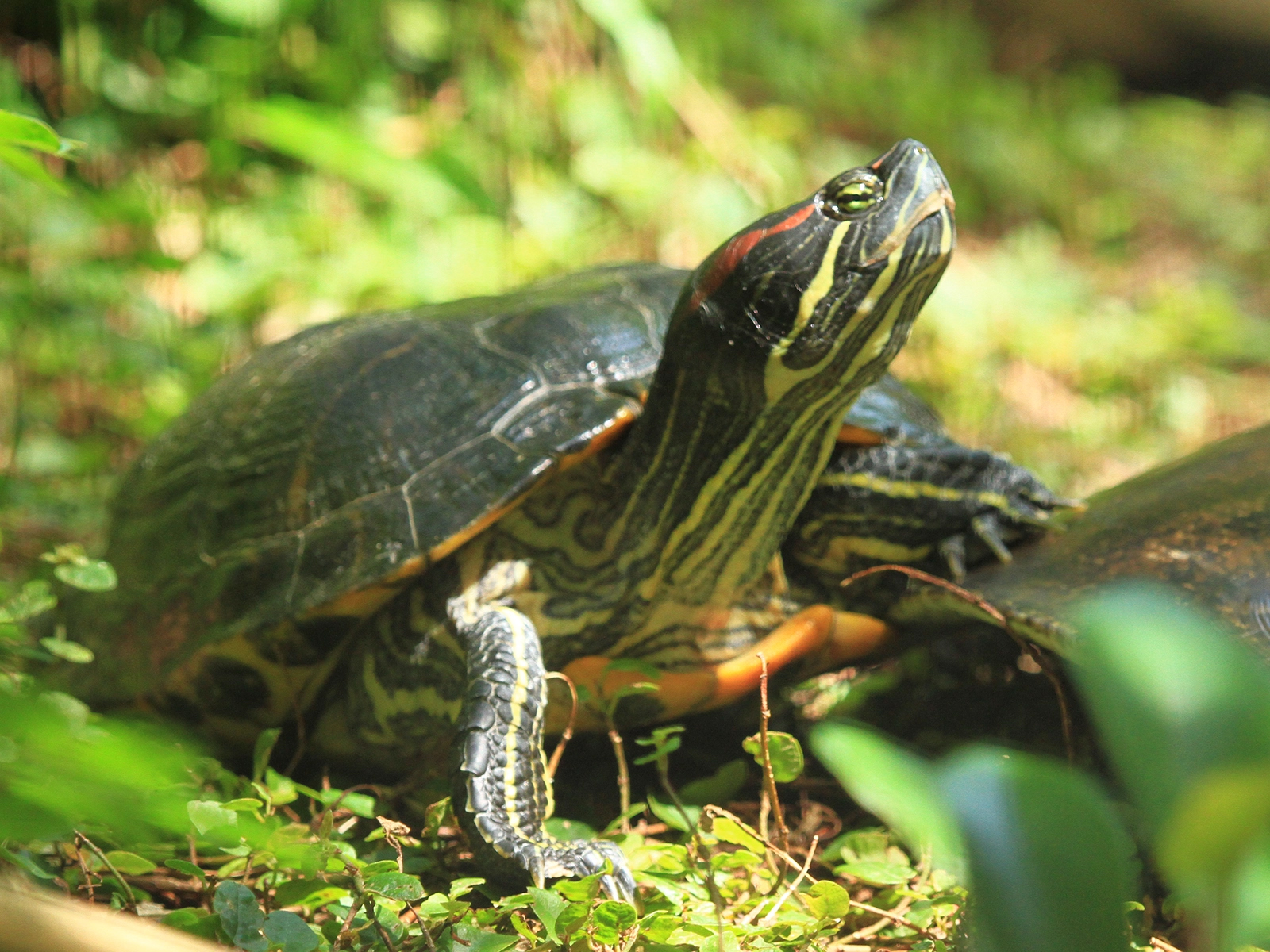 Red-eared Slider