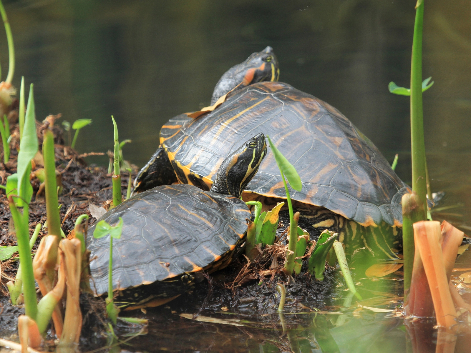 red-eared slider