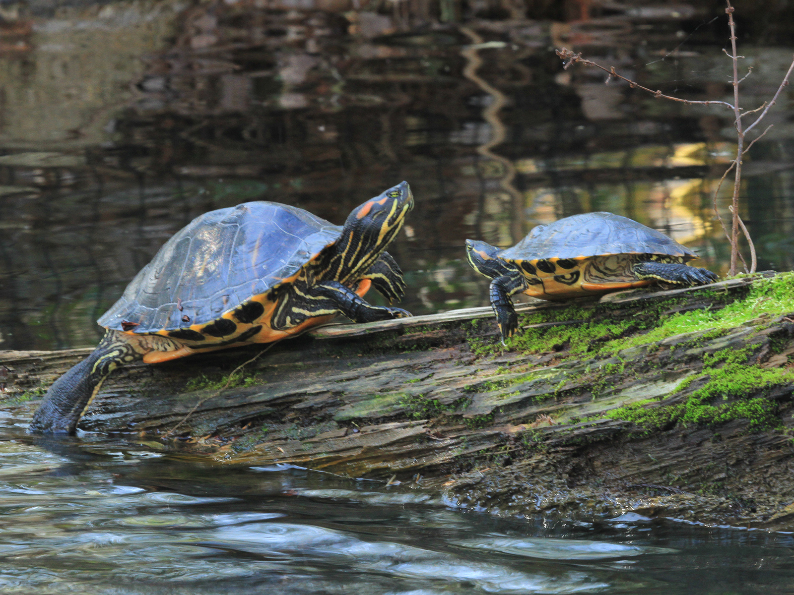 red-eared slider
