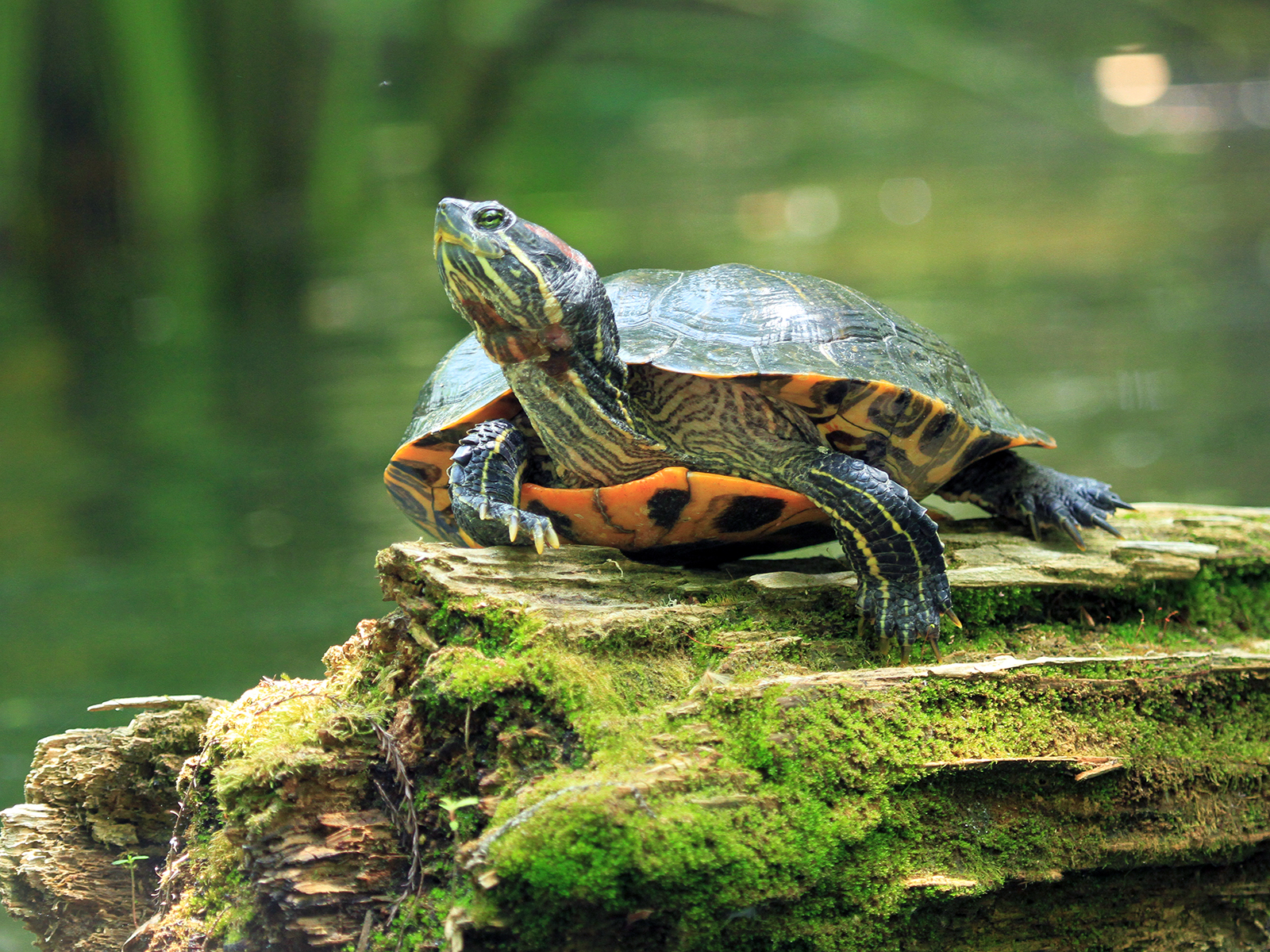 red-eared slider