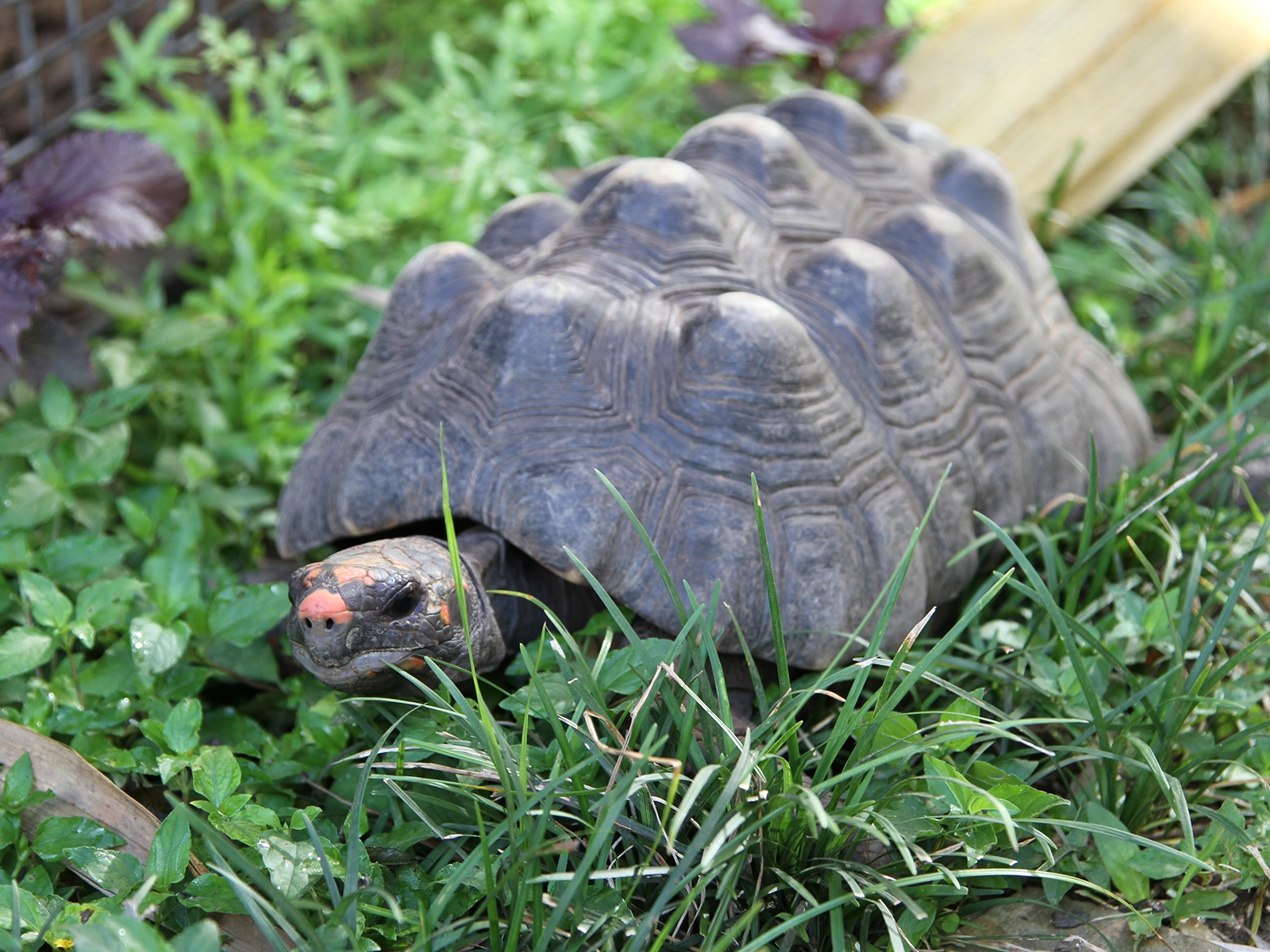 Red-footed Tortoise