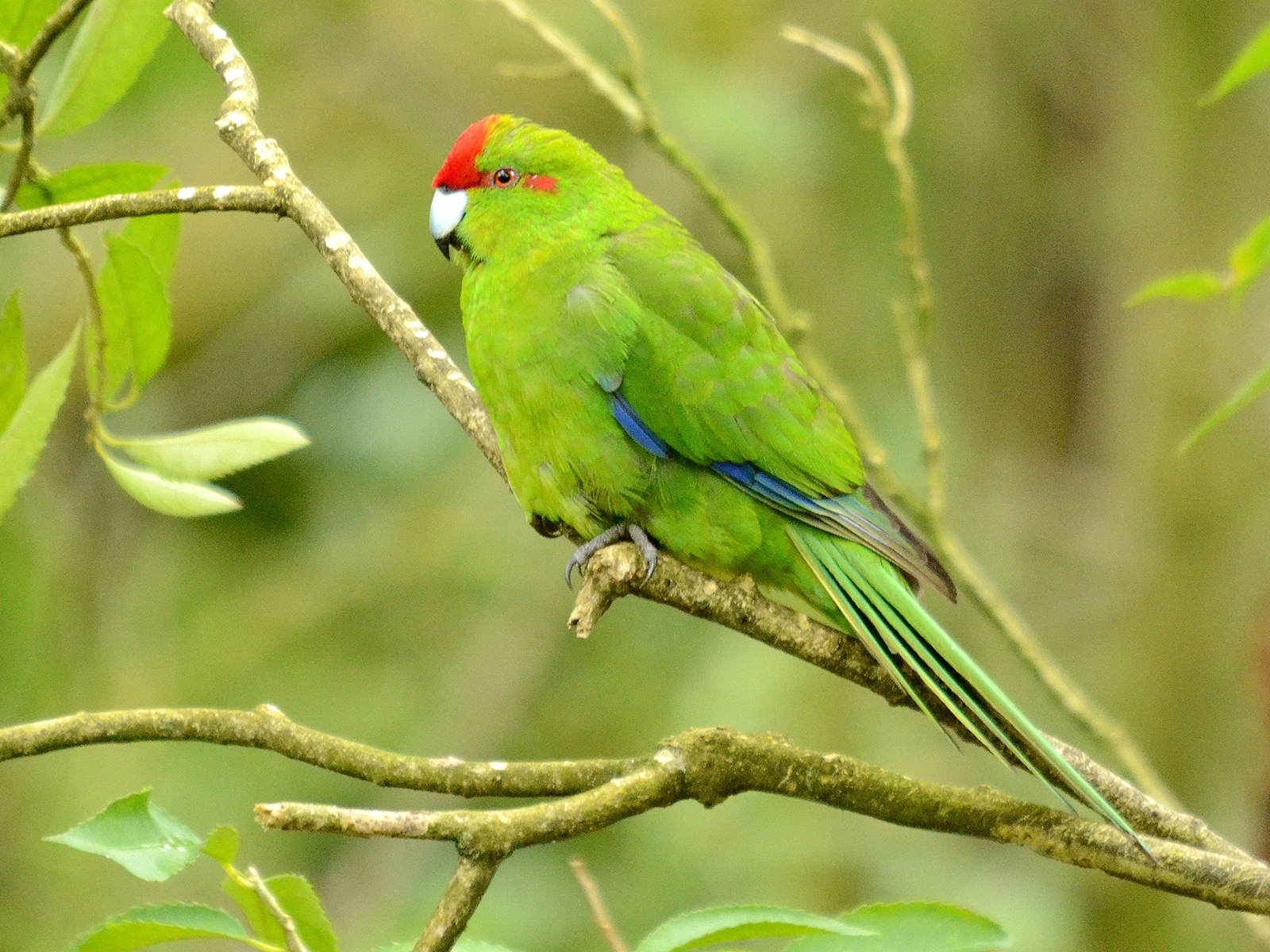 Red-fronted Parakeet