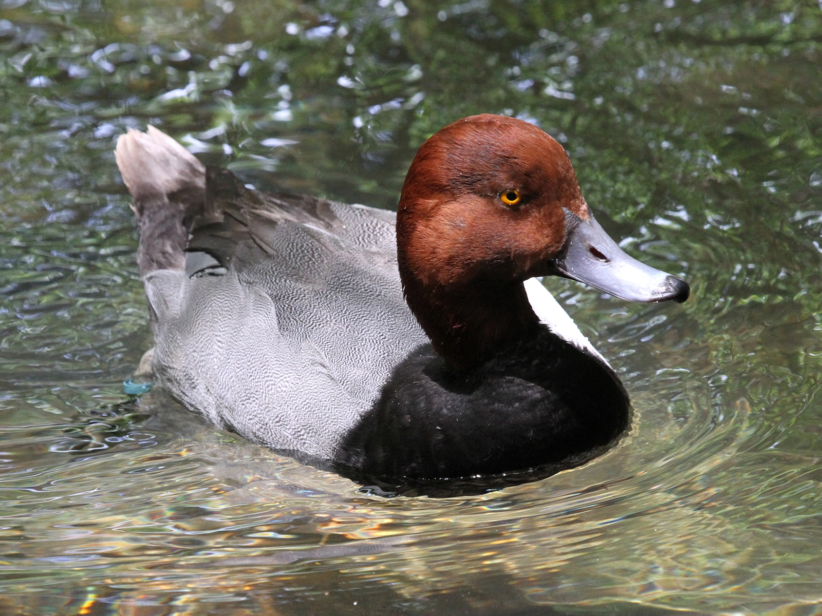 male redhead in pond