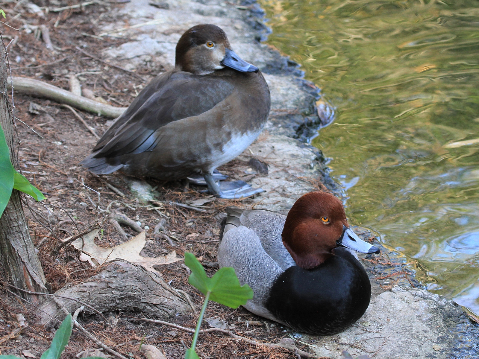male and female redhead on land