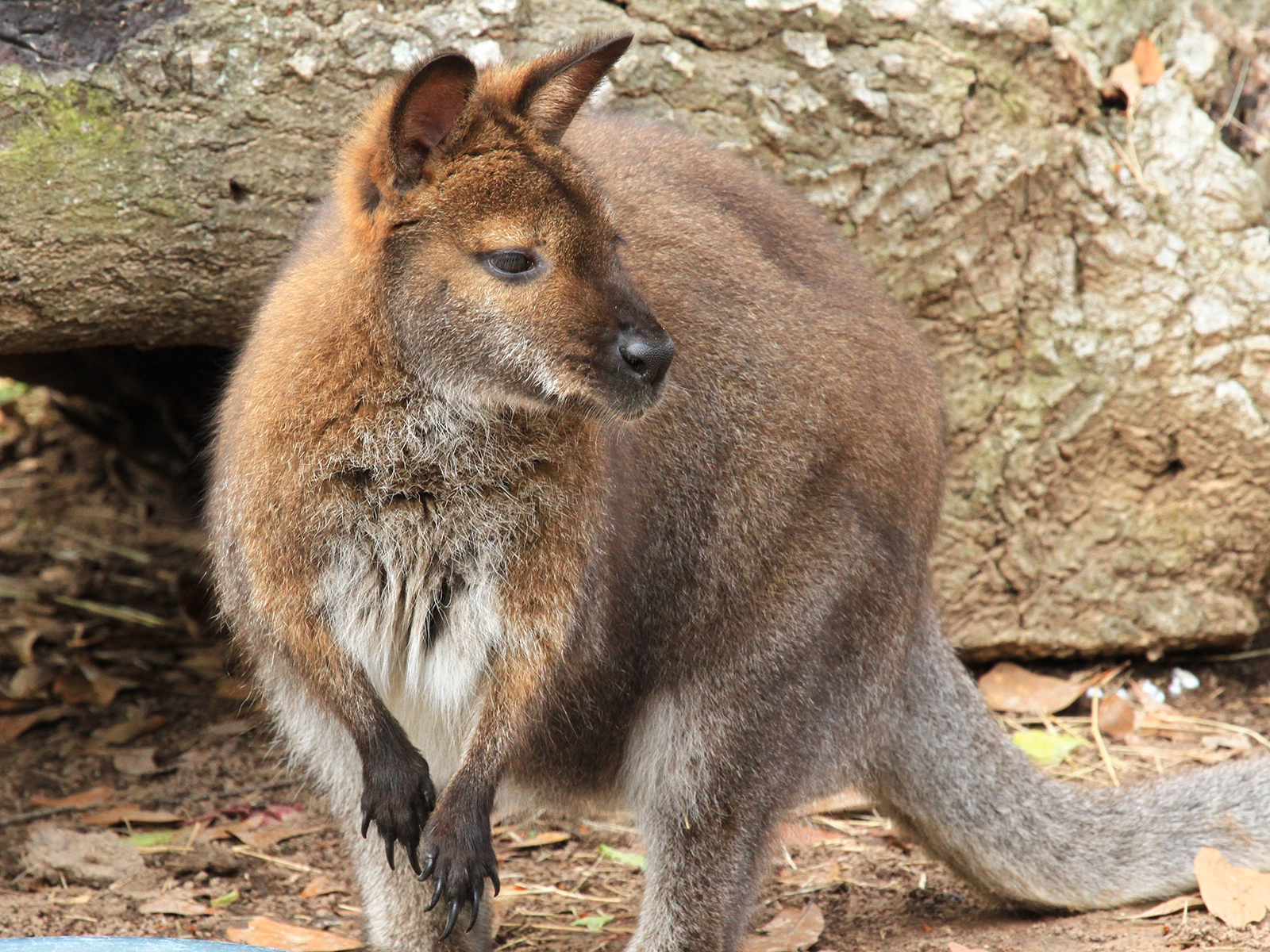 red-necked wallaby