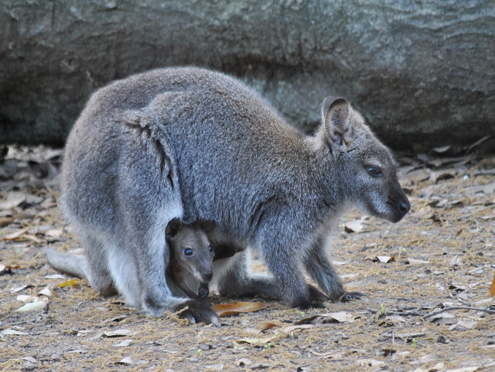 red-necked wallaby mom and joey