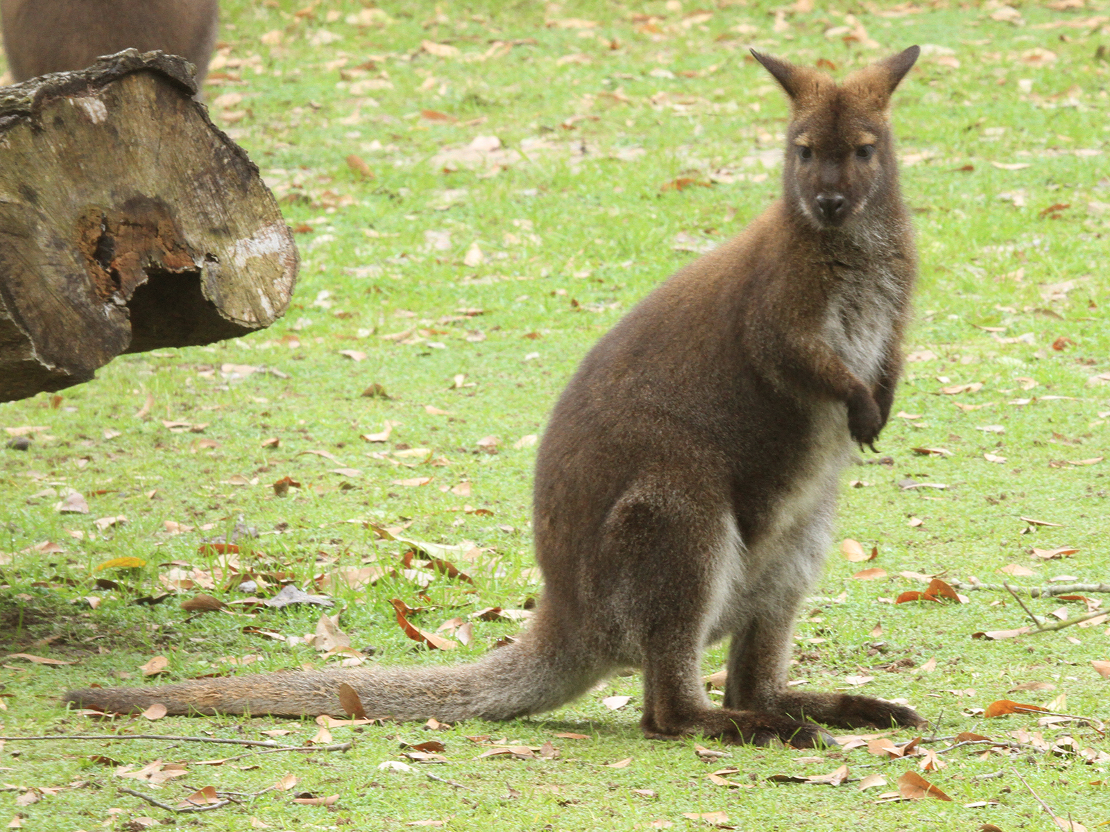 red-necked wallaby standing