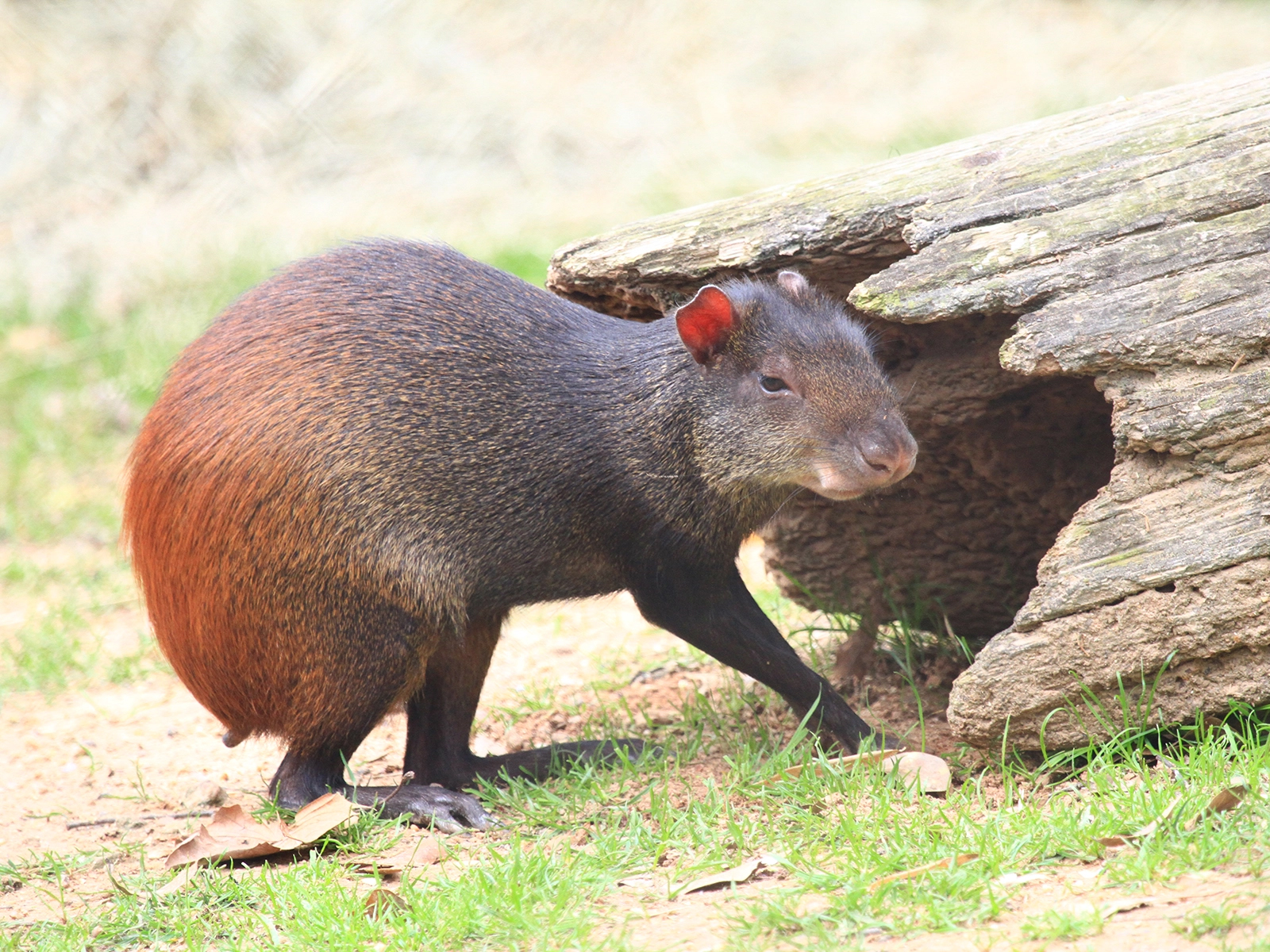 Red-rumped Agouti