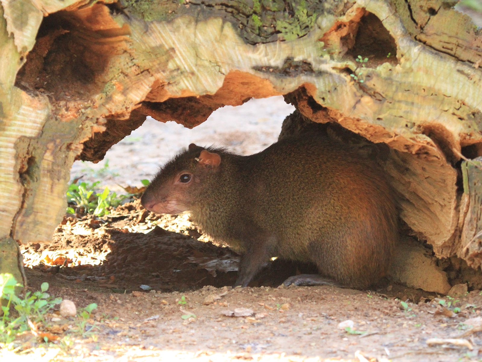 red-rumped agouti in a hollow log