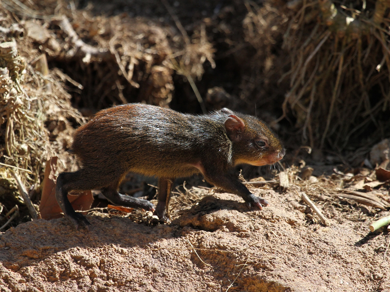 baby red-rumped agouti