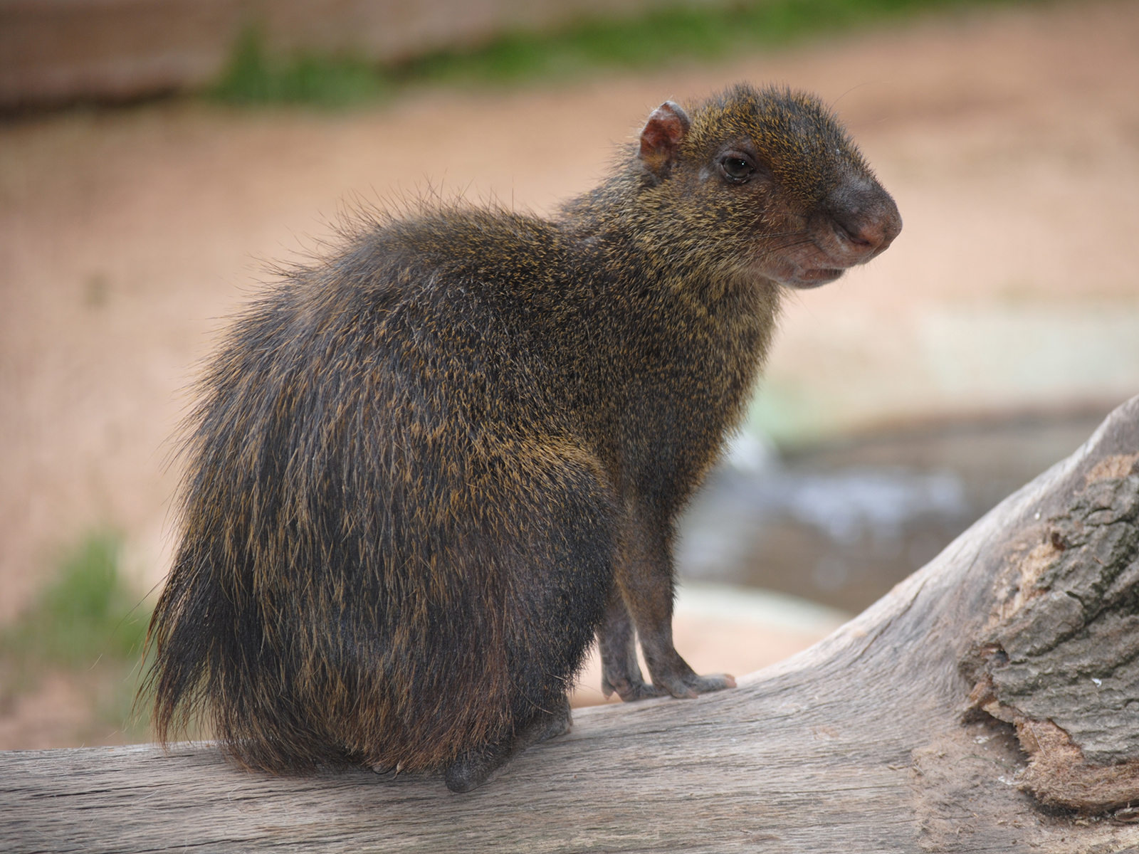 red-rumped agouti sitting on log
