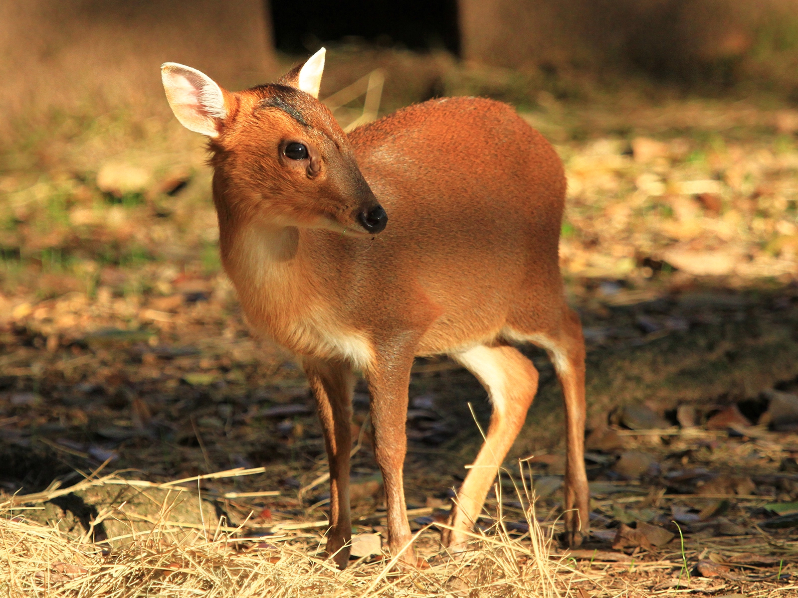Reeves' muntjac