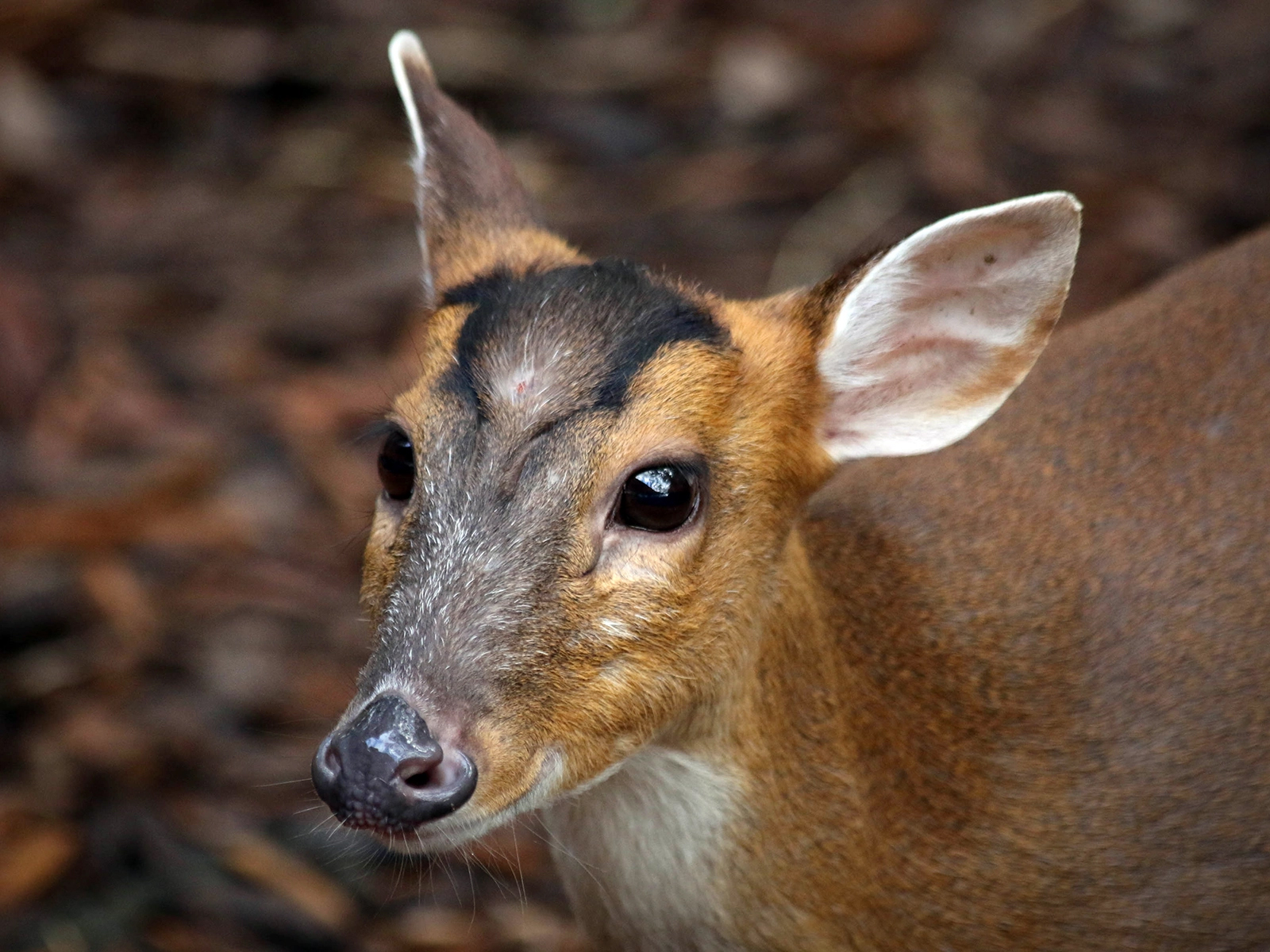 Reeves' munjac close up