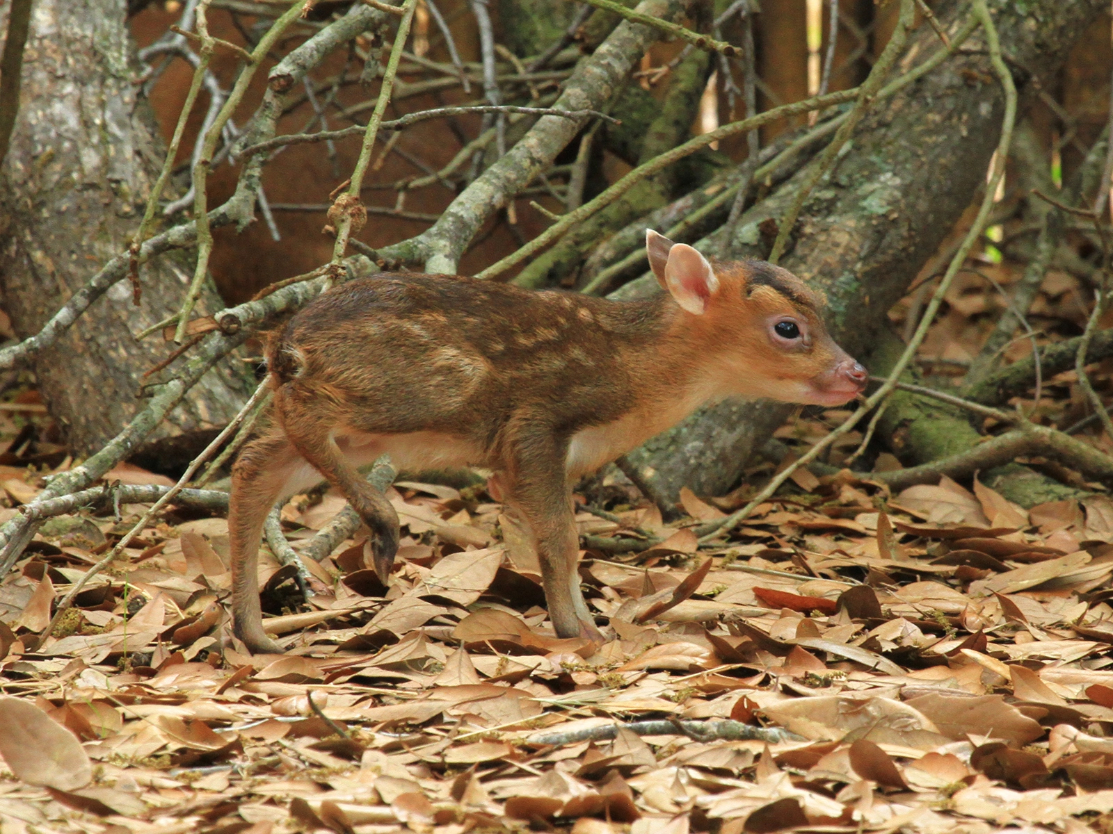 Reeves' muntjac fawn