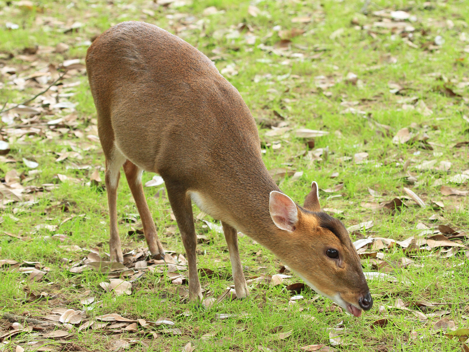 Reeves' muntjac grazing