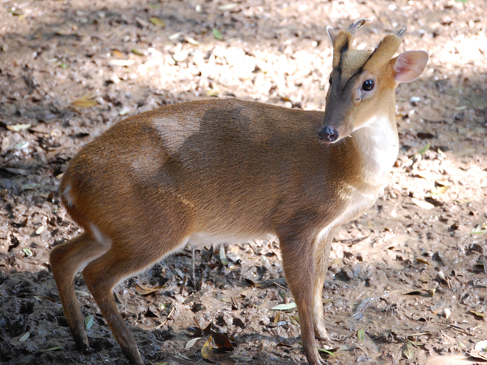male Reeves' muntjac