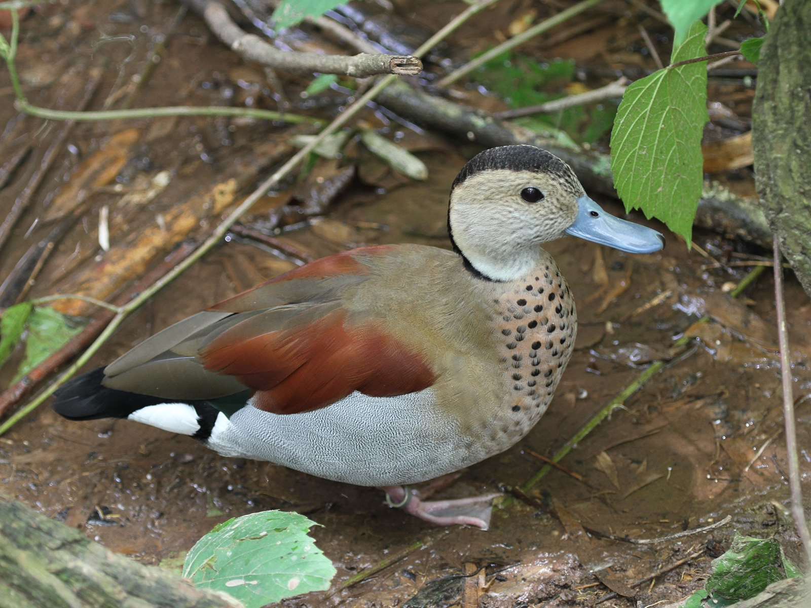 Ringed Teal