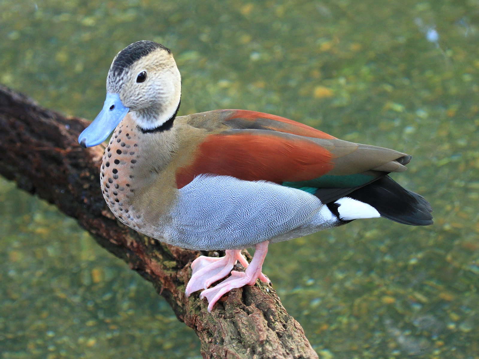 ringed teal perched on limb