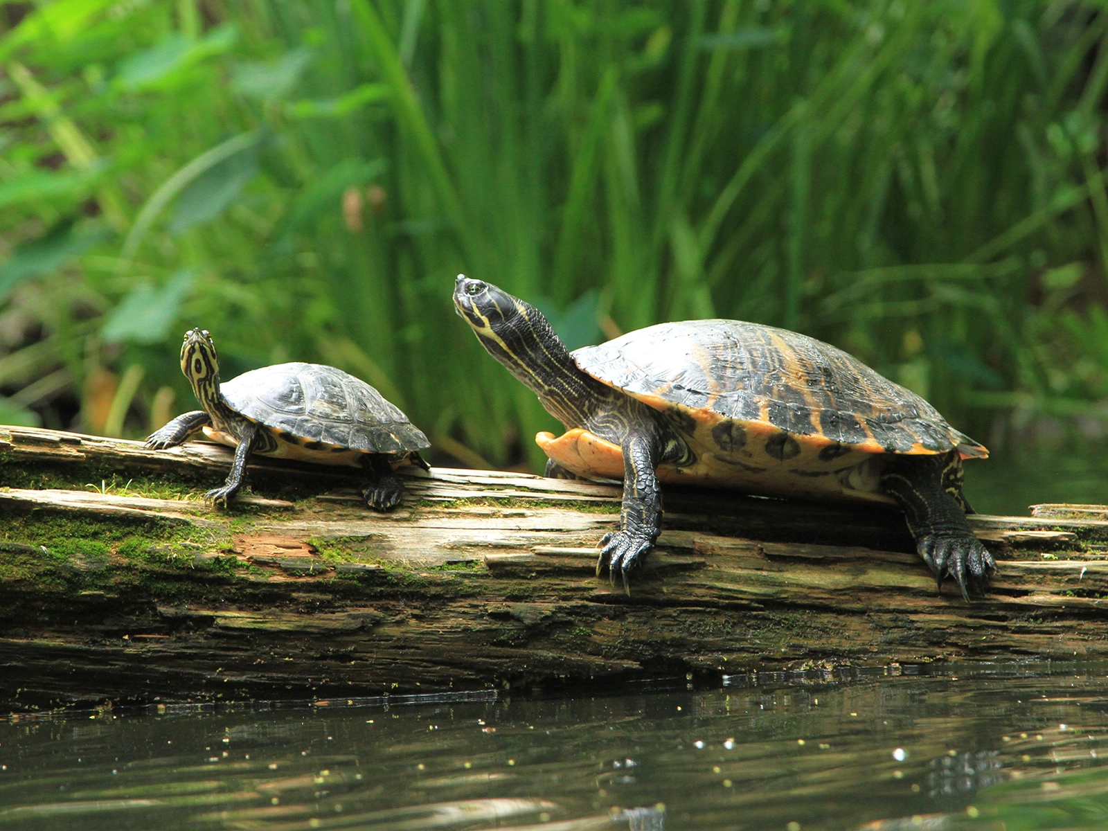 River Cooter