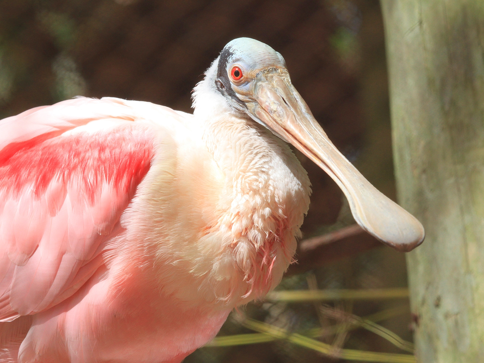 Roseate Spoonbill