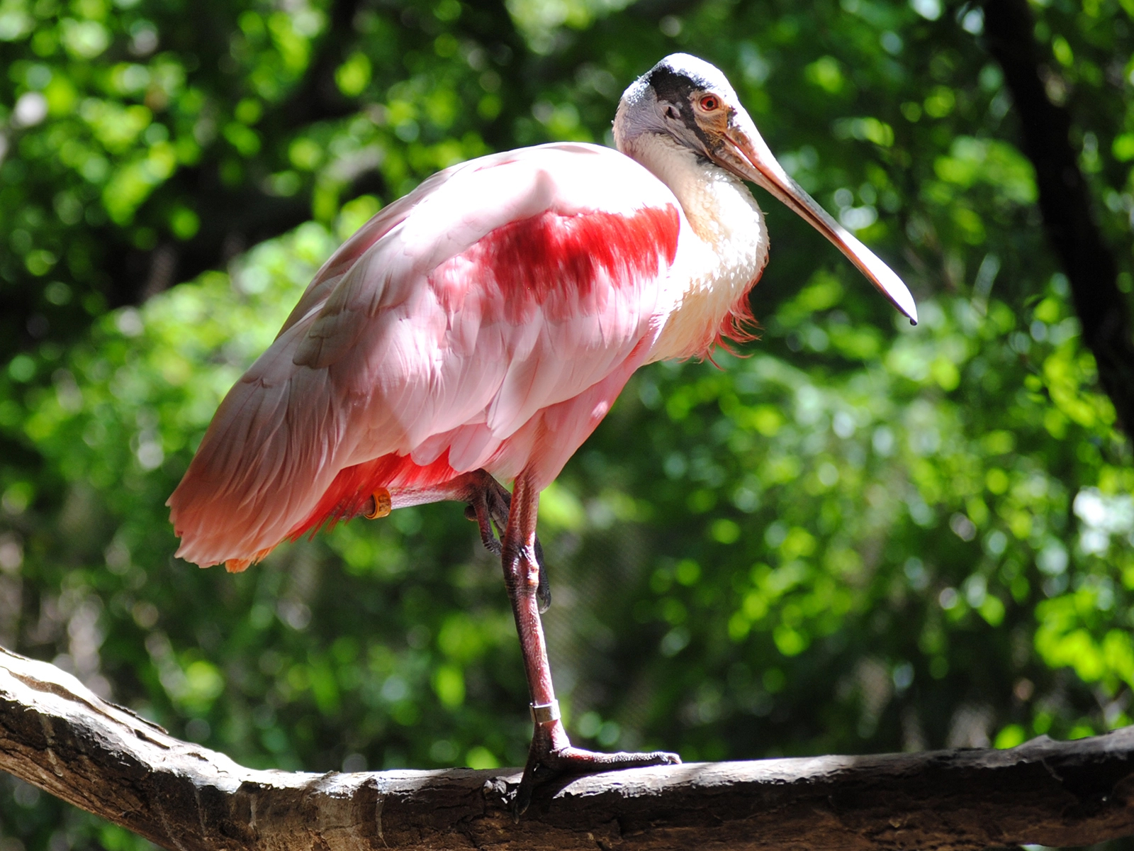 roseate spoonbill