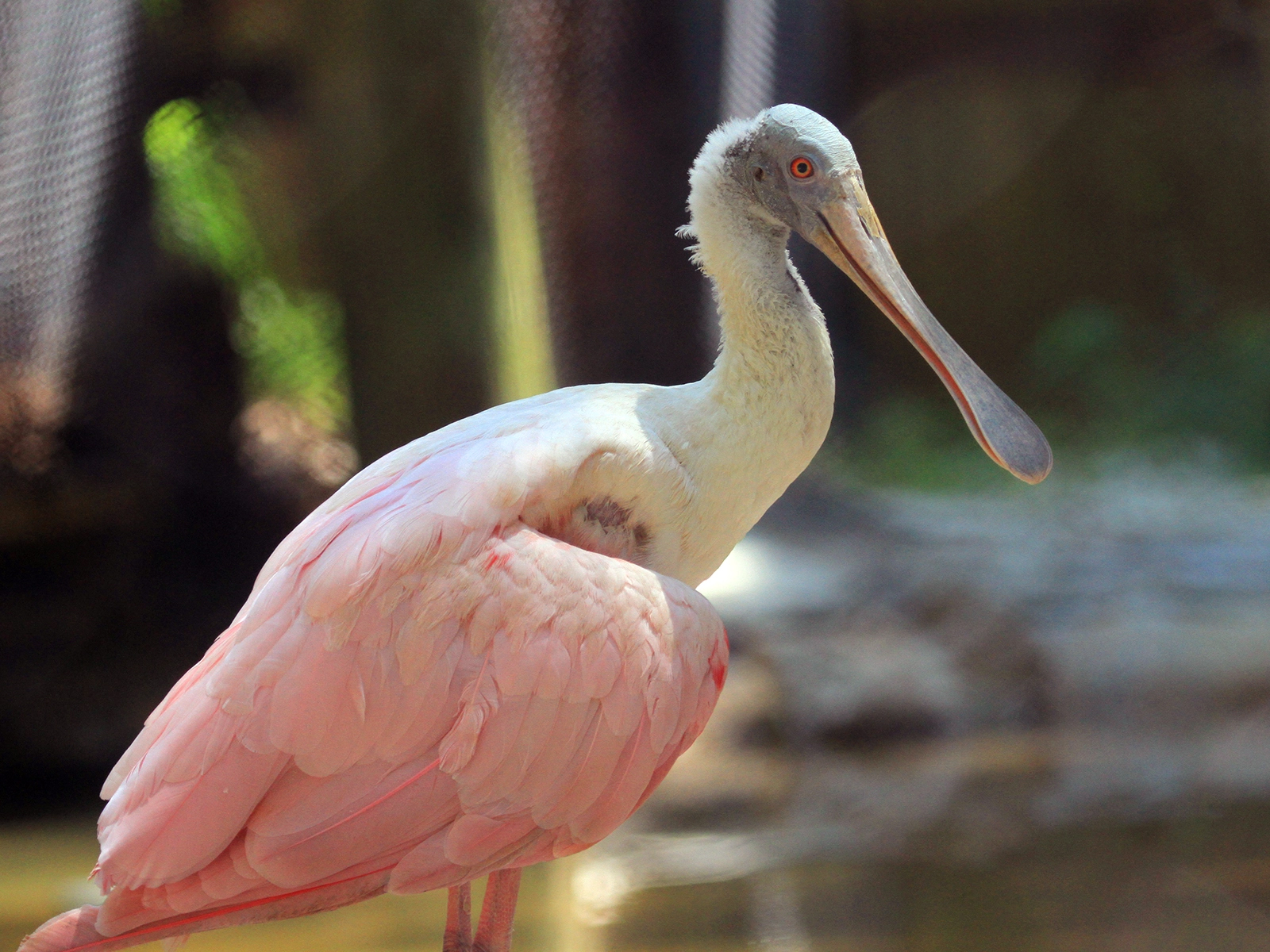 roseate spoonbill