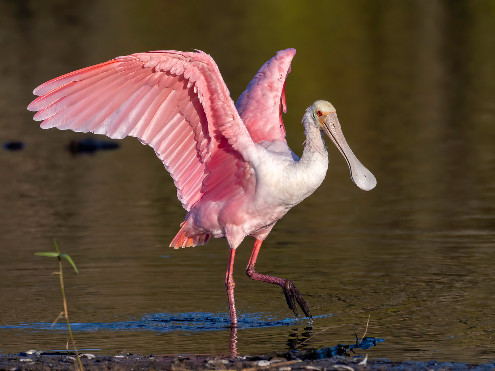 roseate spoonbill