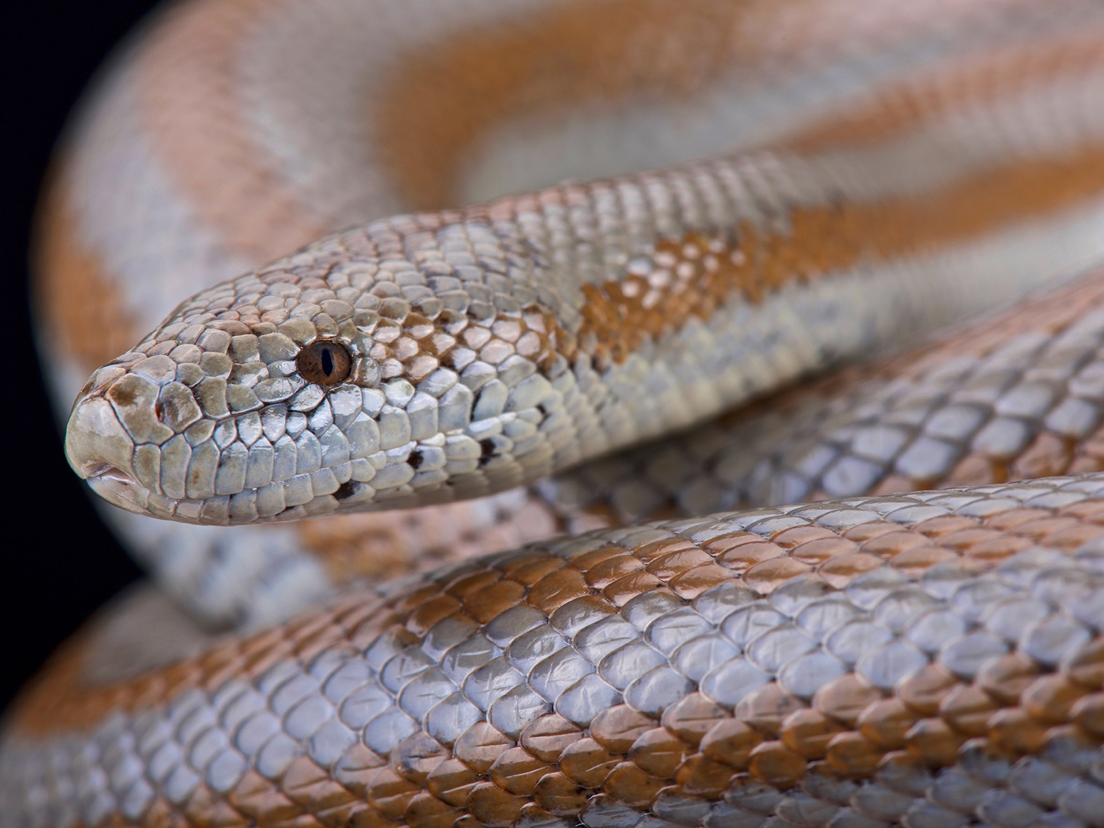 rosy boa