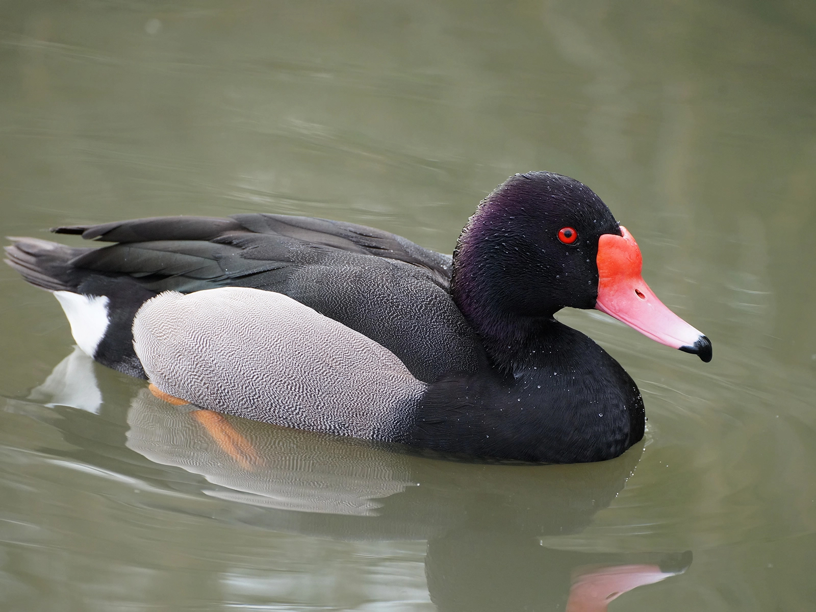 Rosy-billed Pochard