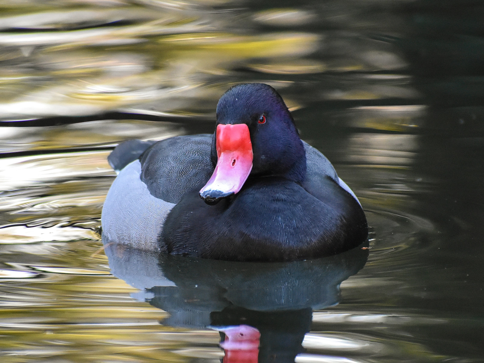 male rosy-billed pochard