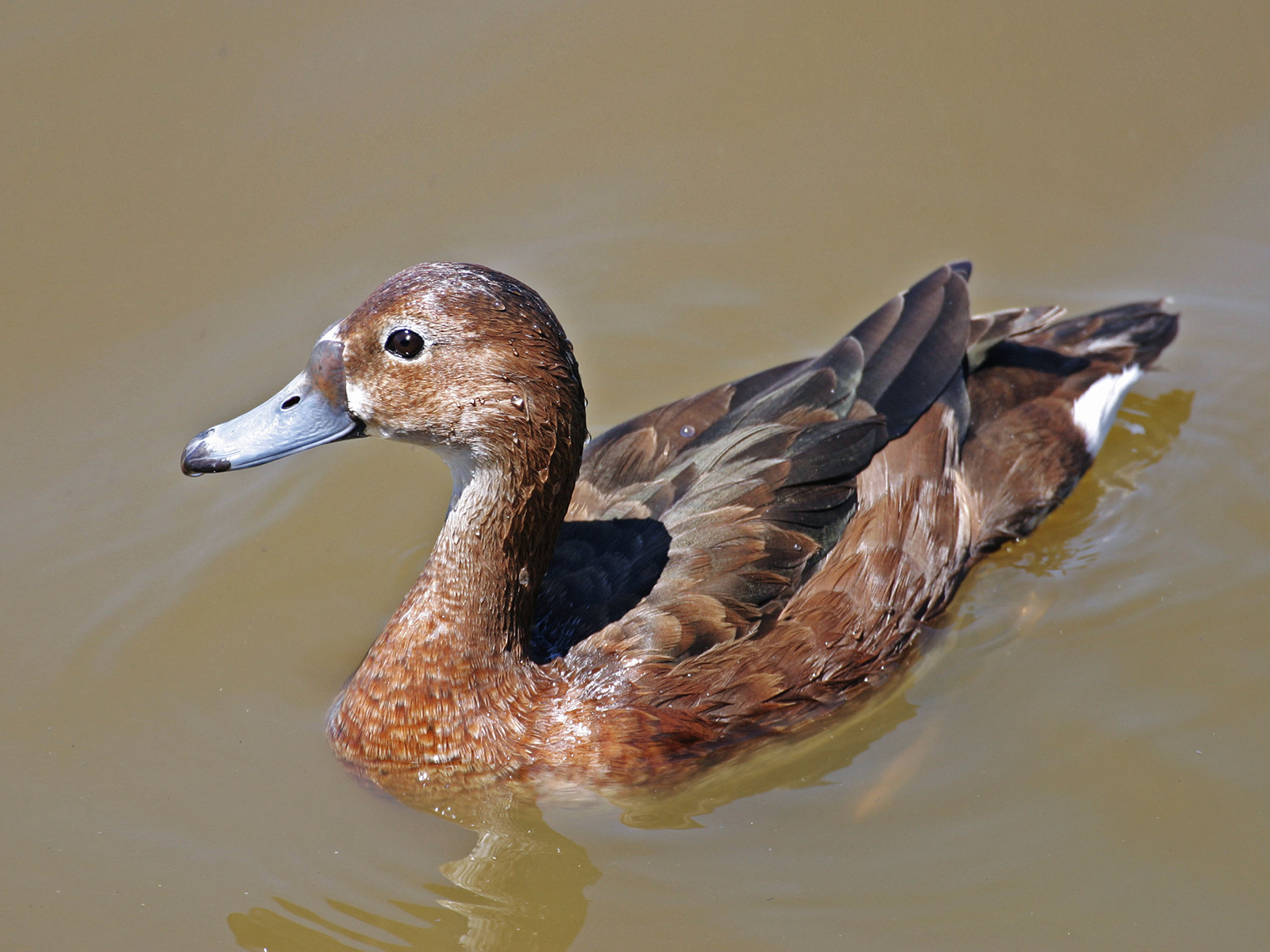 female rosy-billed pochard