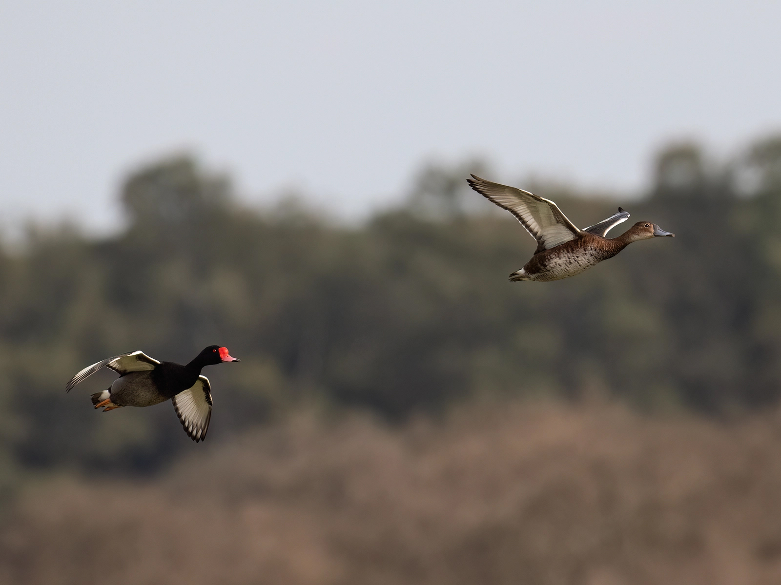 rosy-billed pochards in flight