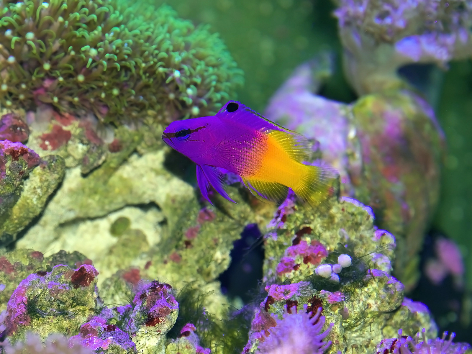 royal dottyback