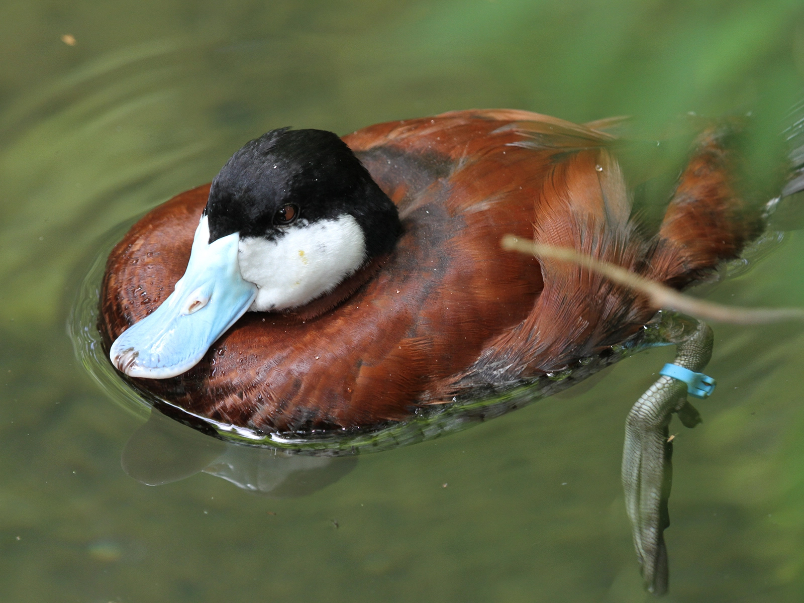 Ruddy Duck