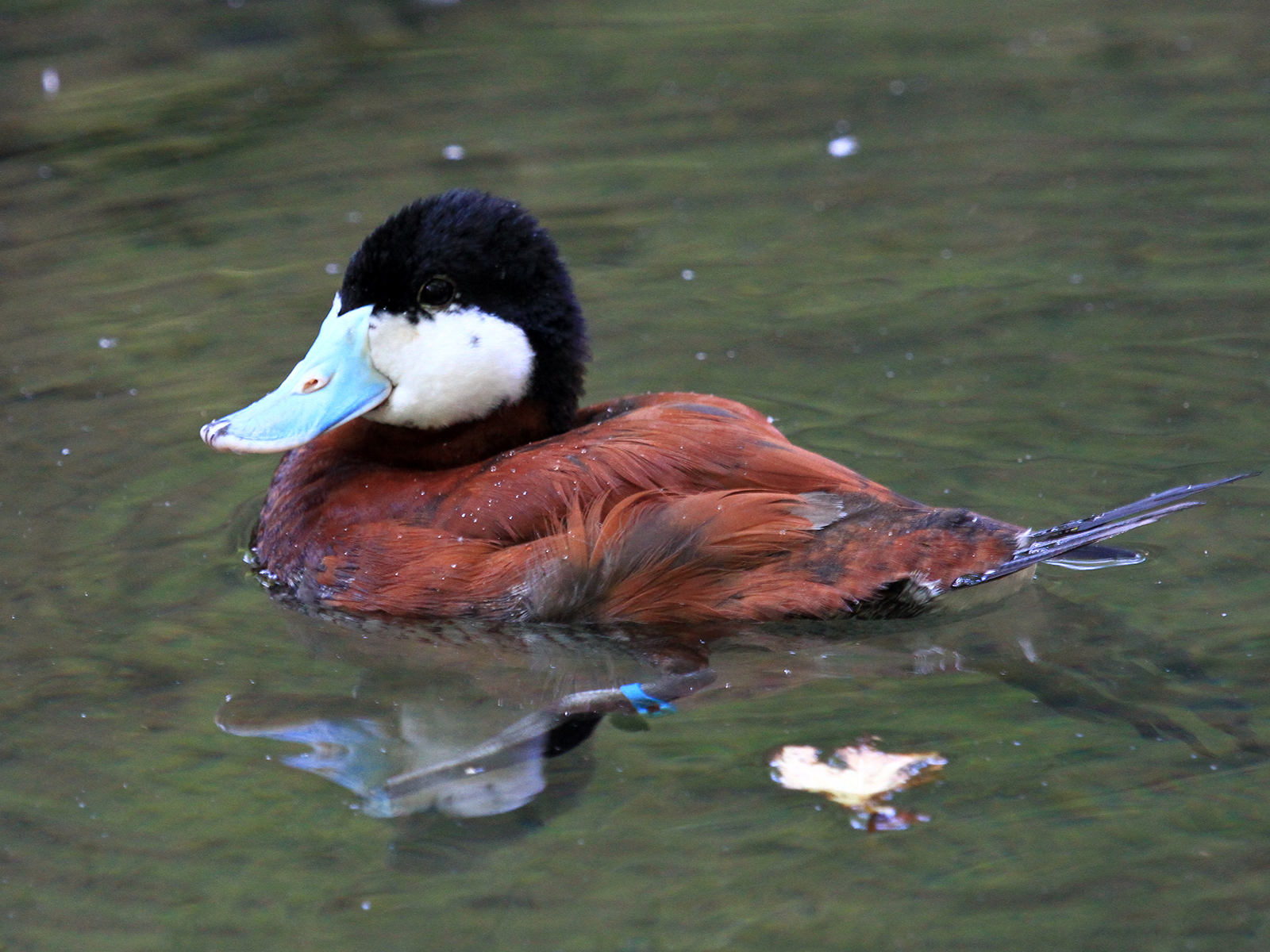 ruddy duck in a pond