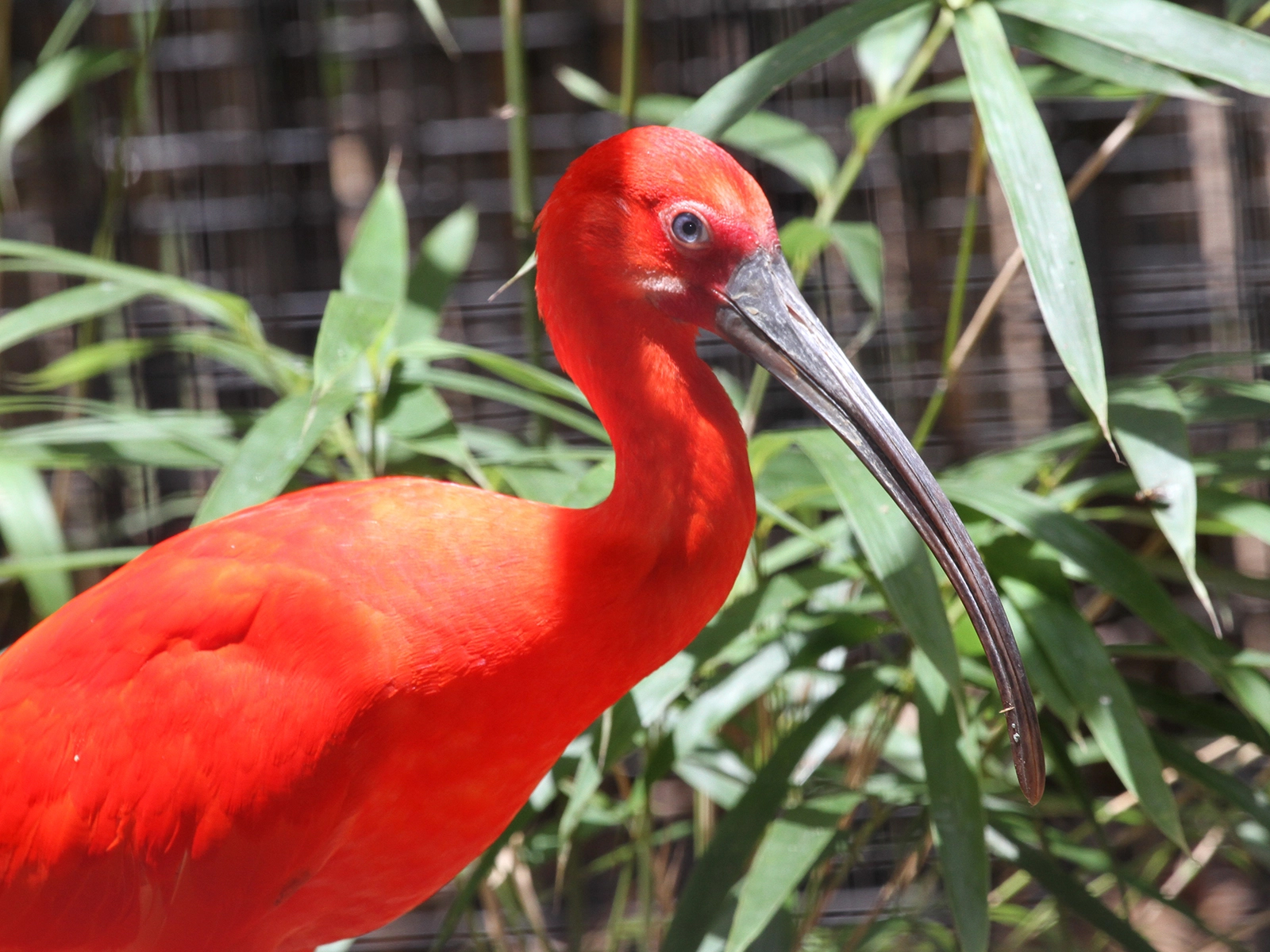 Scarlet Ibis