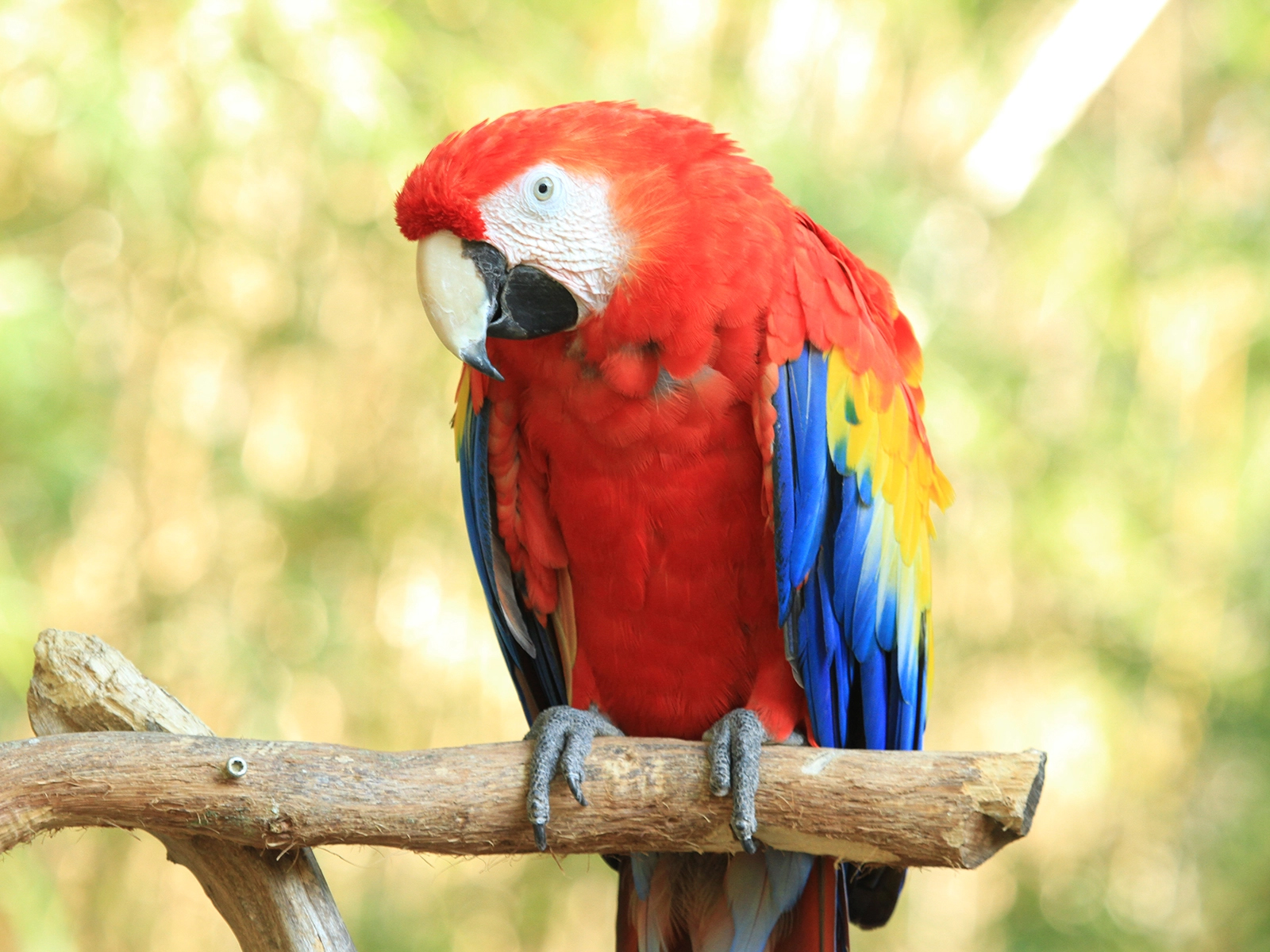 Scarlet Macaw