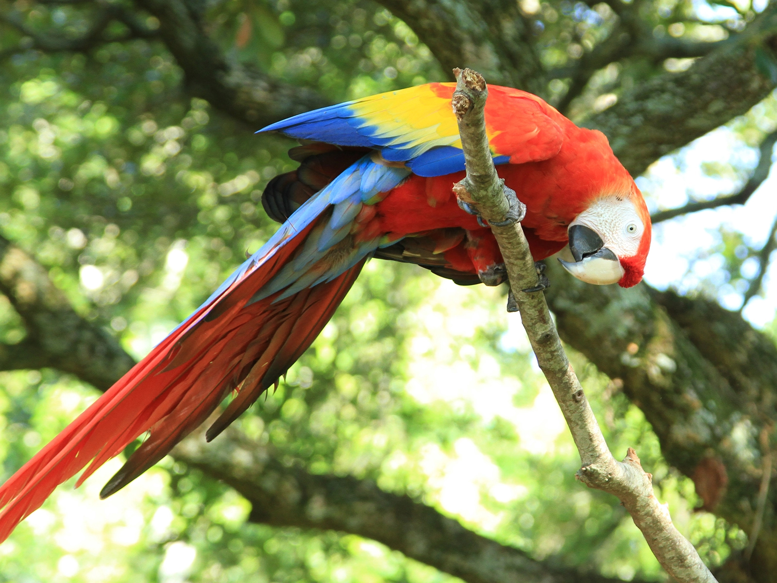 scarlet macaw