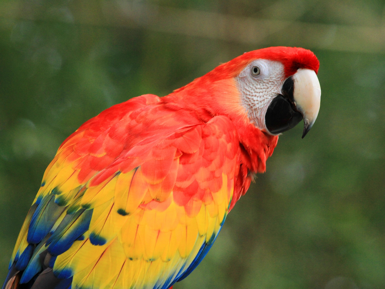 scarlet macaw
