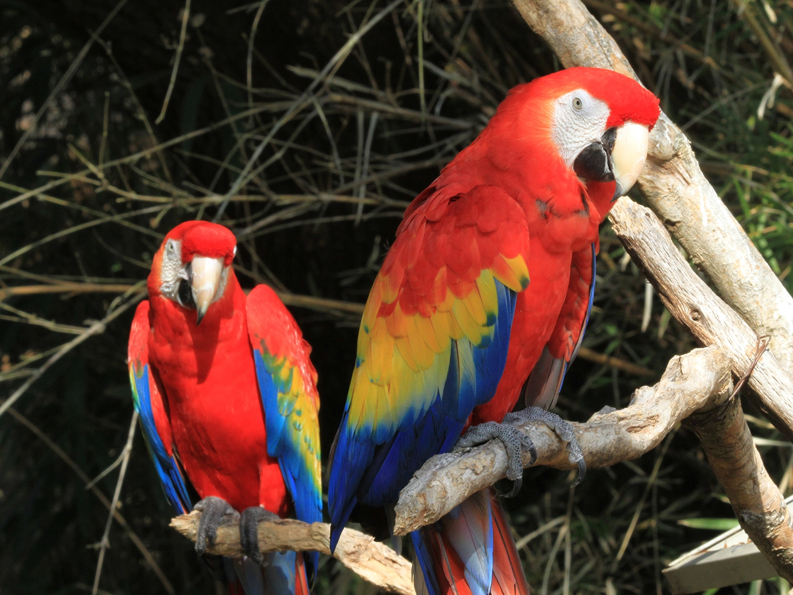 scarlet macaws
