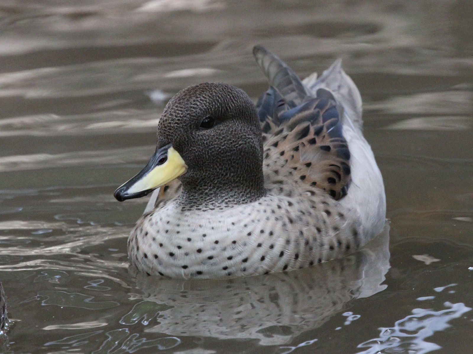 Sharp-winged Teal
