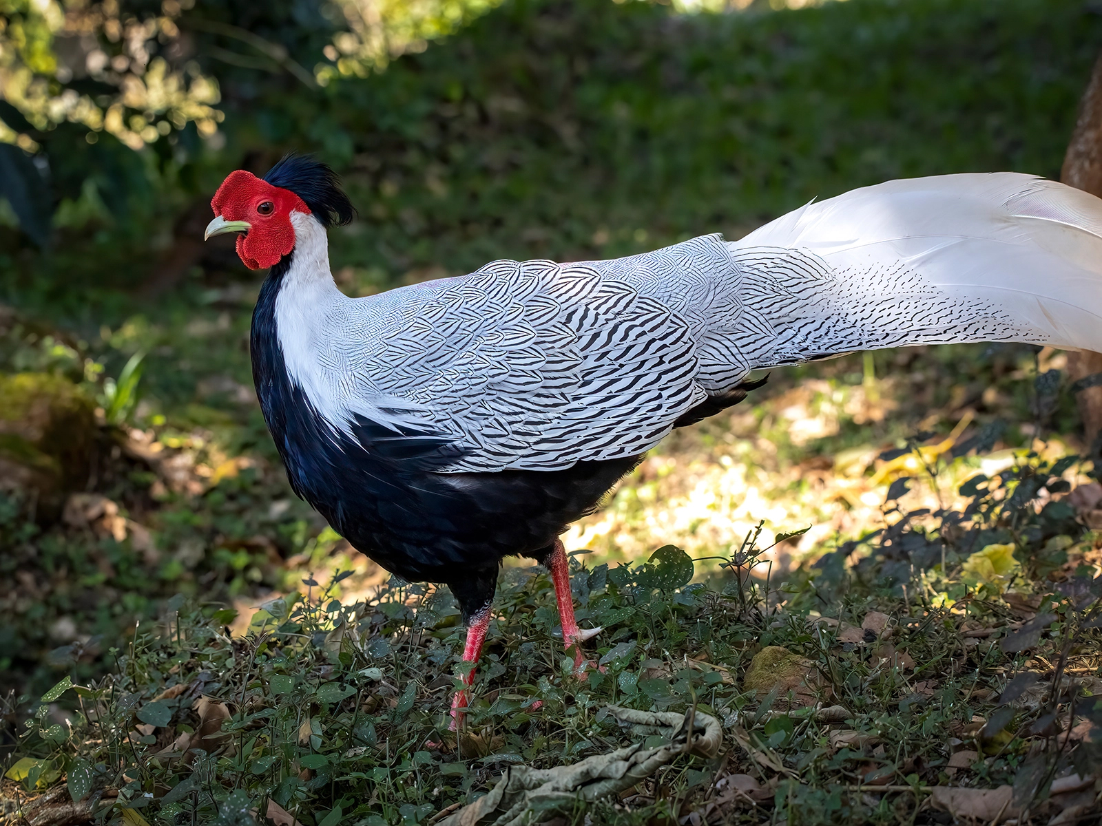 Silver Pheasant