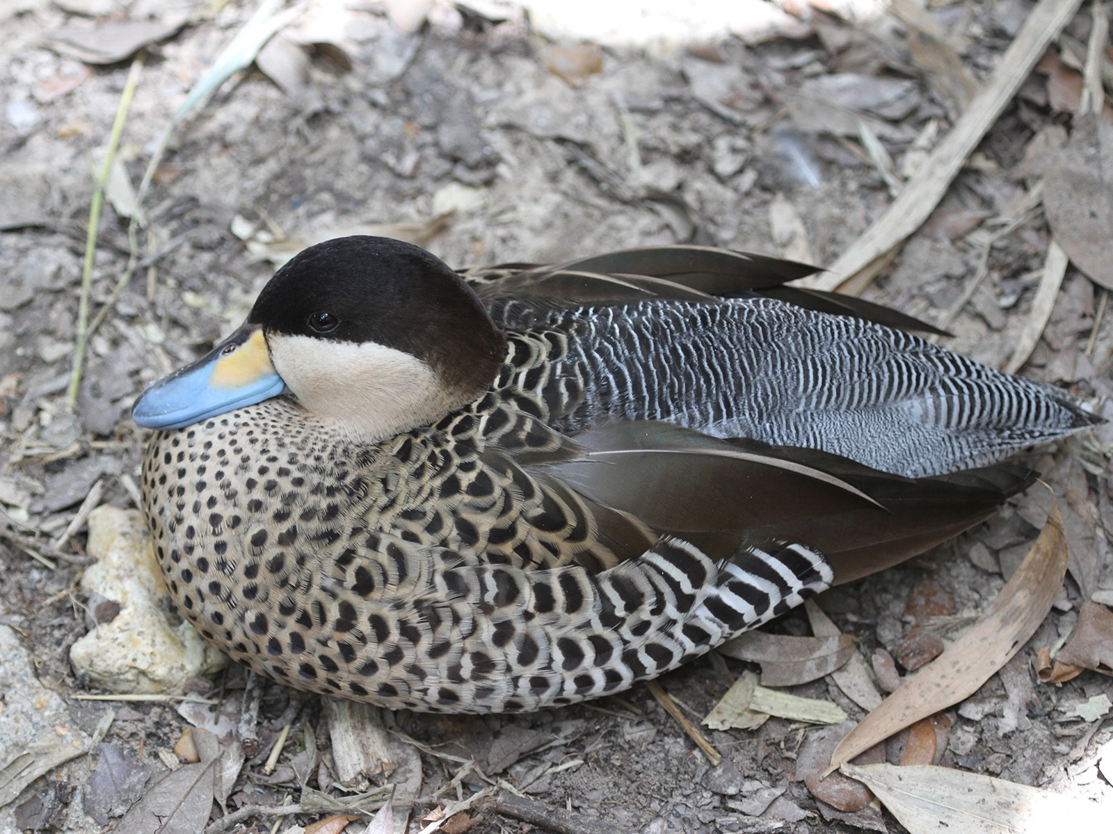 Silver Teal