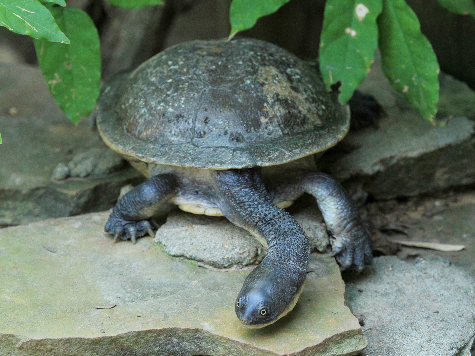 New Guinea Snake-necked Turtle